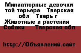 Миниатюрные девочки той-терьера - Тверская обл., Тверь г. Животные и растения » Собаки   . Тверская обл.